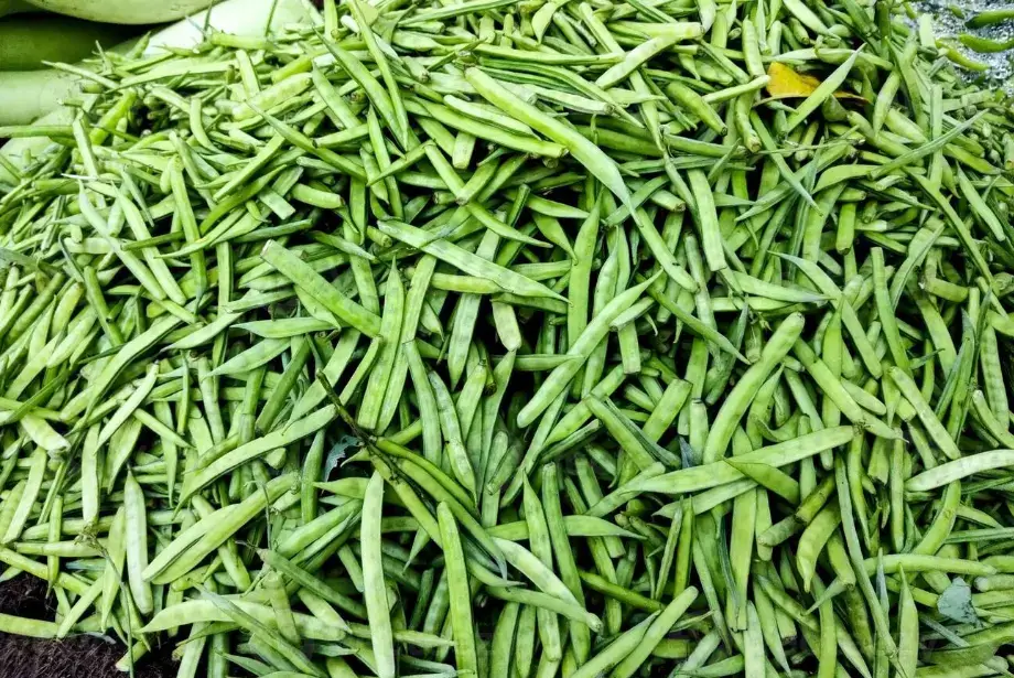 Fresh Cluster beans mandi bhav and vegetable price in Bikaner, Rajasthan